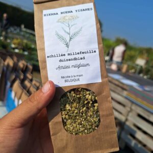 Achillée Millefeuille