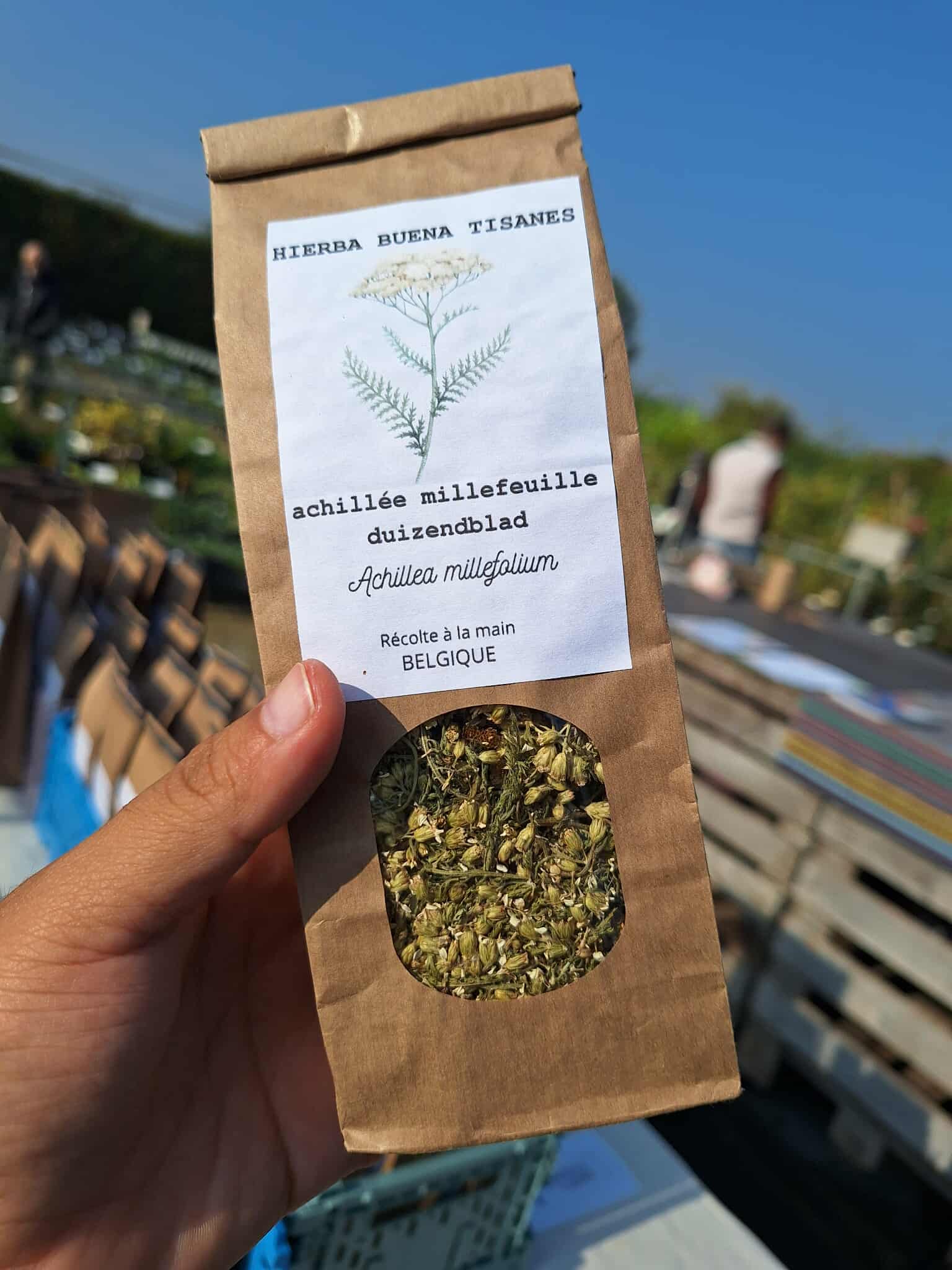 Achillée Millefeuille