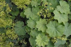 Alchemille feuilles et fleurs